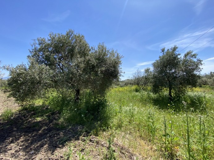Manisa Akhisar 3483.00 M2 Tarla Tarla — foto 4