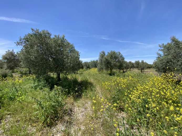 Manisa Akhisar 3483.00 M2 Tarla Tarla — foto 6