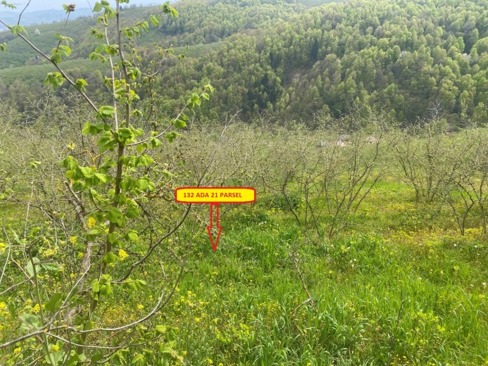 Düzce Cumayeri 12.150 M2 Muhtelif Arsa — foto 4