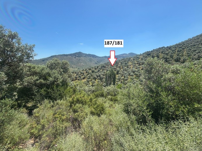 İzmir Selçuk 12340.85 M2 + Zeytinlik