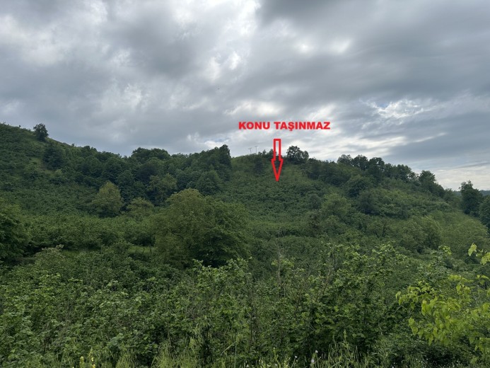 Düzce Merkez 6977,23 M2 Tarla — foto 5