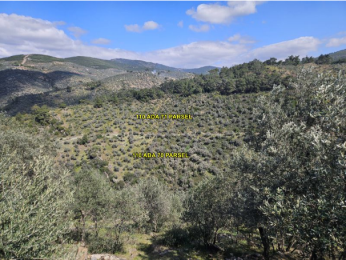 İzmir Bayındır 14212m2 + Zeytinlik