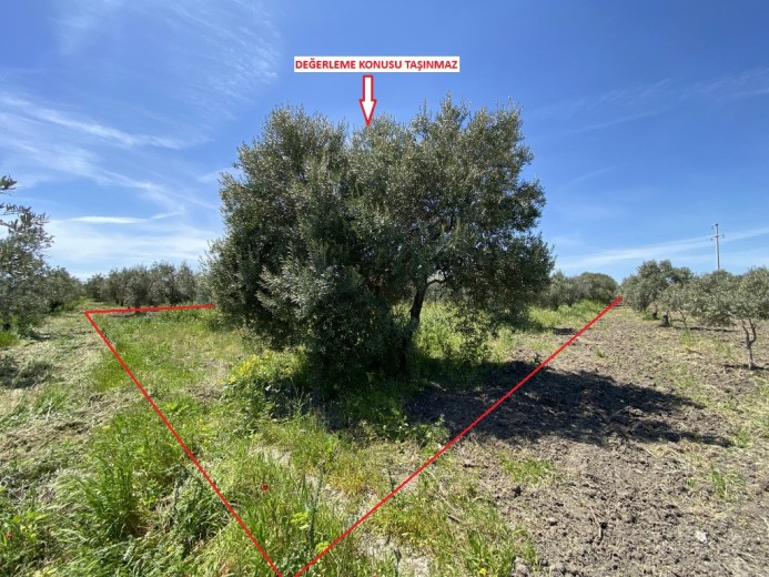 Manisa Akhisar 3483.00 M2 Tarla Tarla — foto 9