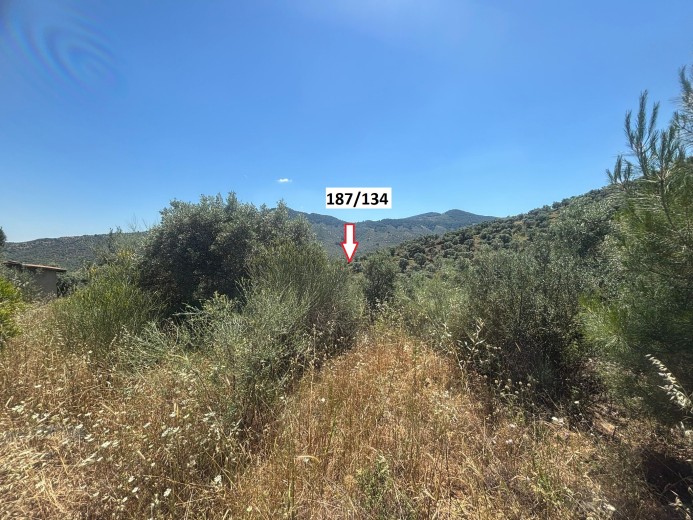 İzmir Selçuk 6854.63 M2 Zeytinlik — foto 3
