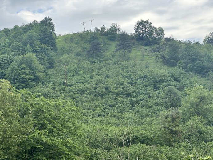 Düzce Merkez 6977,23 M2 Tarla — foto 2