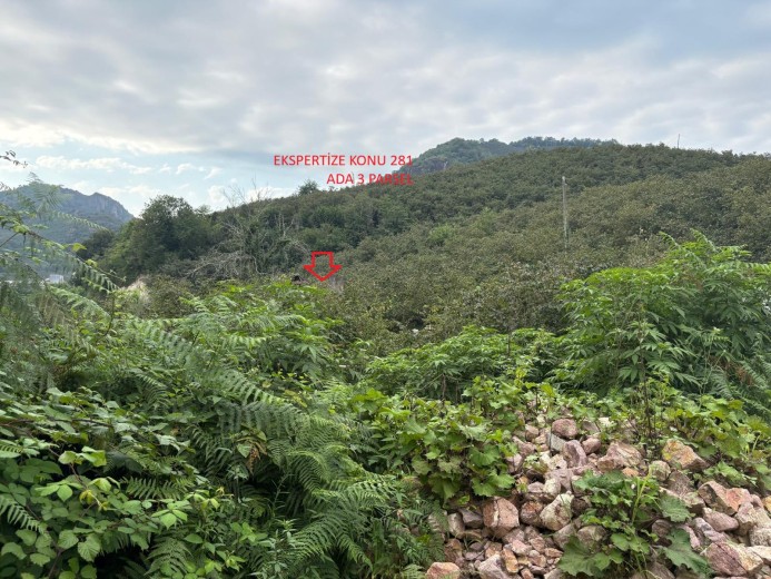 Giresun Tirebolu 7055.15 M2 Muhtelif Arsa — foto 3