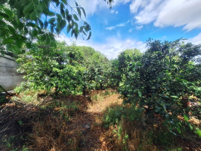 Hatay Dörtyol  3599,40m2  Bahçe — foto 8
