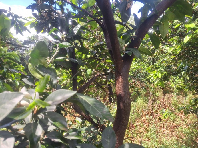 Hatay Dörtyol  3599,40m2  Bahçe