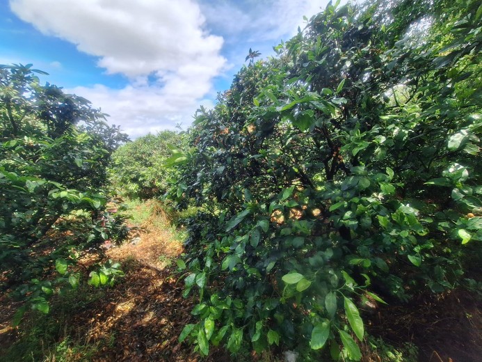Hatay Dörtyol  3599,40m2  Bahçe — foto 5