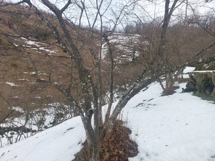 Ordu İkizce 6580,97 M2  Bahçe — foto 8