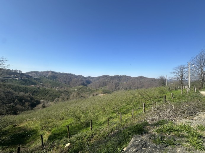 Düzce Akçakoca 14.263.94 M2 Fındıklık Bahçe — foto 7