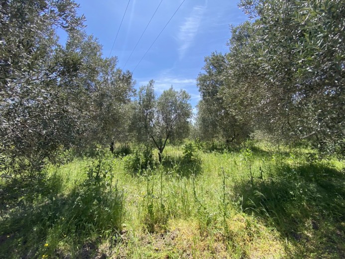 Manisa Akhisar 3483.00 M2 Tarla Tarla — foto 5