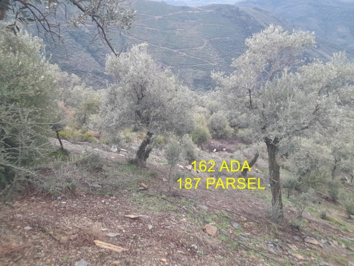 İzmir Bayındır 5422.98 M2 + Bahçe — foto 2