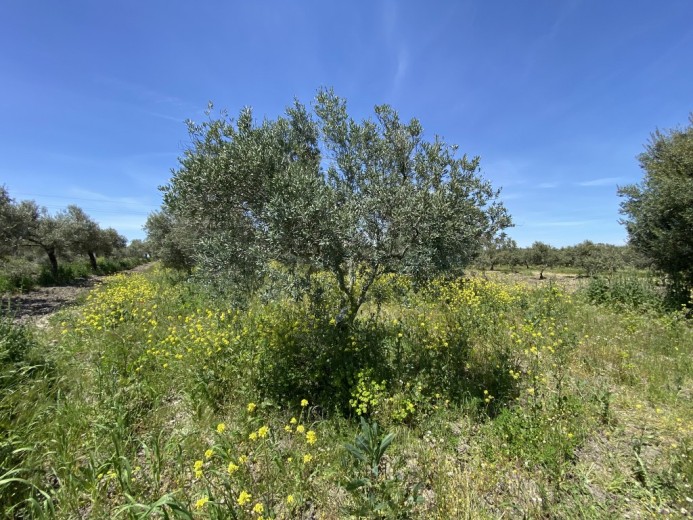 Manisa Akhisar 3483.00 M2 Tarla Tarla — foto 2