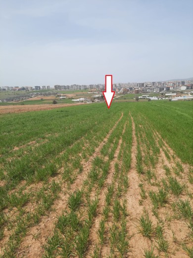 Uşak Merkez 836,17 M2 Arsa  Muhtelif Arsa — foto 3