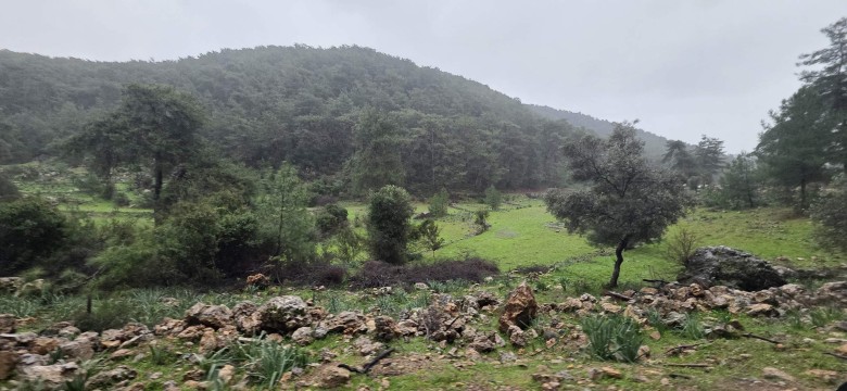Muğla Ortaca 27403.59 M2 + Tarla