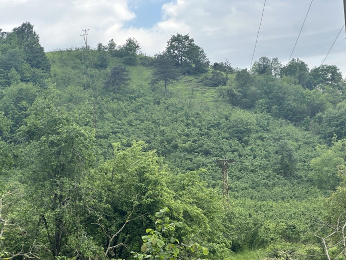 Düzce Merkez 6977,23 M2 Tarla