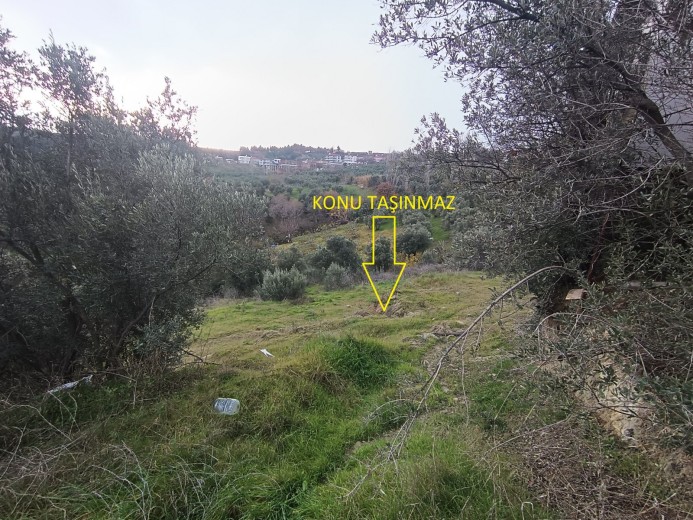 Bursa Mudanya 1314.75 M2 + Zeytinlik