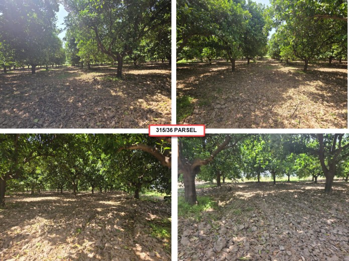 Aydın Kuyucak 8045.00 M2 + Tarla
