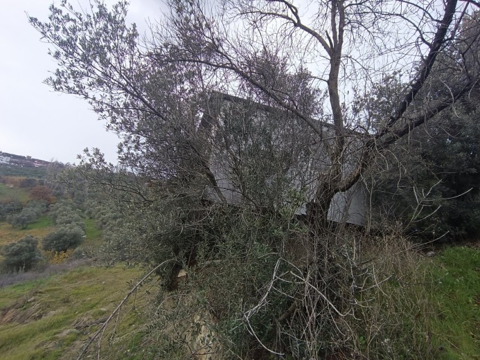 Bursa Mudanya 1314.75 M2 + Zeytinlik — foto 2
