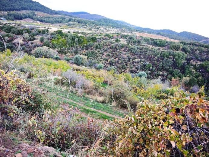 Aydın Karacasu 23525.46 M2 + Bahçe — foto 6