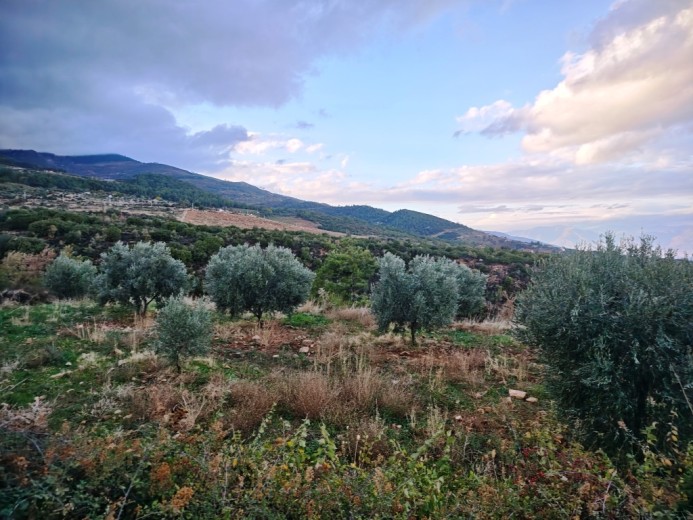 Aydın Karacasu 23525.46 M2 + Bahçe — foto 8