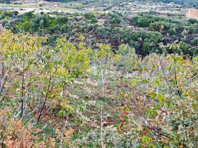 Aydın Karacasu 23525.46 M2 + Bahçe — foto 15