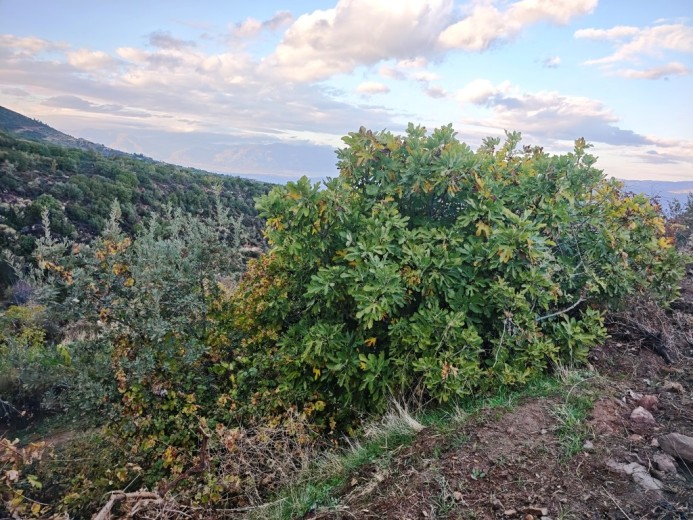 Aydın Karacasu 23525.46 M2 + Bahçe — foto 2
