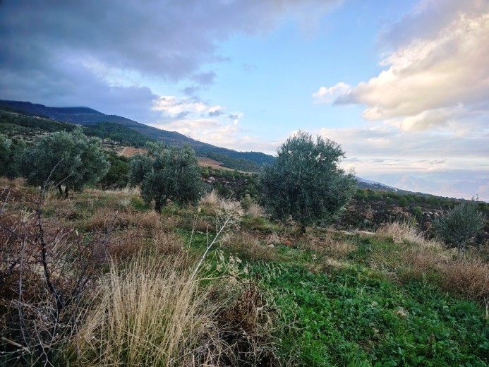 Aydın Karacasu 23525.46 M2 + Bahçe — foto 14