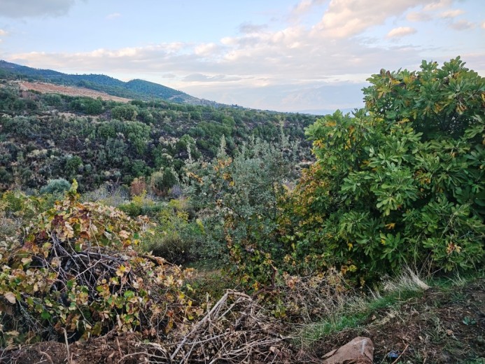 Aydın Karacasu 23525.46 M2 + Bahçe — foto 3