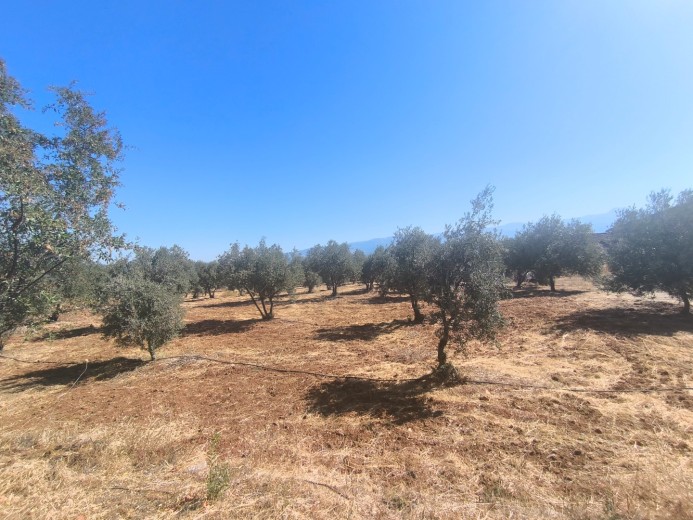 Satılık Kargir Deri İmalathanesi Olan 9759 M2 Elma Bahçesi — foto 2