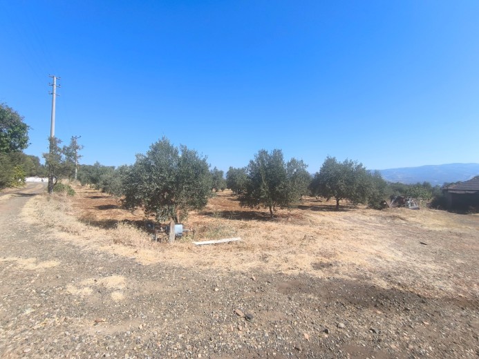 Satılık Kargir Deri İmalathanesi Olan 9759 M2 Elma Bahçesi — foto 8