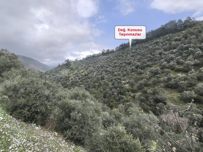İzmir Bayındır 12531 M2 Zeytinlik — foto 4