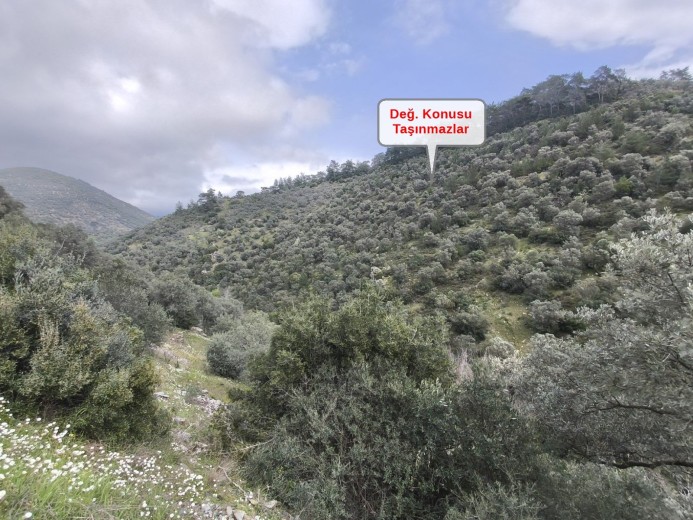 İzmir Bayındır 12531 M2 Zeytinlik — foto 3